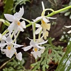 Calanthe sylvatica orchidaceae.Indigène Réunion (1).jpeg