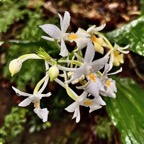 Calanthe sylvatica orchidaceae.Indigène Réunion (2).jpeg