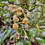 Calanthe sylvatica orchidaceae.Indigène Réunion (3).jpeg