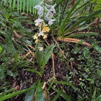 Calanthe sylvatica orchidaceae.Indigène Réunion.jpeg
