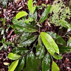 Casearia coriacea  Bois de cabri rouge .salicaceae.endémique Réunion Maurice..jpeg