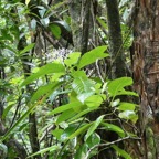 Chassalia corallioides Bois de corail  bois de lousteau ( inflorescence blanche au milieu de la photo )rubiaceae.endémique Réunion..jpeg