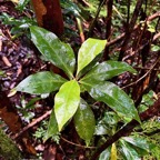 Coffea mauritiana.café marron.rubiaceae.endémique Réunion Maurice..jpeg