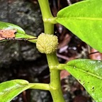 Elatostema fagifolium (inflorescence au milieu ) urticaceae.indigène Réunion;.jpeg