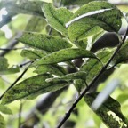 Geniostoma borbonicum  Bois de piment  bois de rat. loganiaceae endémique Réunion Maurice..jpeg