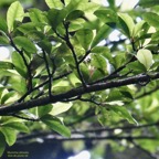 Myonima obovata .bois de prune marron.bois de prune rat.rubiaceae.endémique Réunion Maurice (1).jpeg