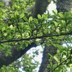 Myonima obovata .bois de prune marron.bois de prune rat.rubiaceae.endémique Réunion Maurice (2).jpeg