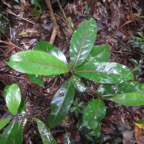 3. Casearia coriacea - Bois de cabri rouge - Flacourtiaceae - endémique de la Réunion et de Maurice  IMG_3703.JPG.jpeg