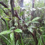 3b. Casearia coriacea - Bois de cabri rouge - Flacourtiaceae - endémique de la Réunion et de Maurice.jpeg