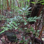 4 Molinaea alternifolia - Tan Georges - SAPINDACEAE - endémique de La Réunion et de Maurice IMG_3704.JPG.jpeg