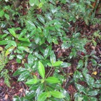 6. Ardisia crenata Sims. - Bois de Noël-  Primulaceae -Asie orientale.jpeg