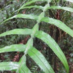7. Blechnum attenuatum (Sw.) -Ø - Blechnaceae - Madagascar, Comores, Afrique tropicale et australe, La Réunion, île Maurice. (1).jpeg