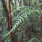 8. Blechnum attenuatum (Sw.) -Ø - Blechnaceae - Madagascar, Comores, Afrique tropicale et australe, La Réunion, île Maurice..jpeg