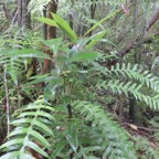 11. Juvenile de Tambourissa elliptica - Bois de bombarde; Bois de tambour -  Monimiaceae  .jpg