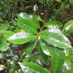 14. ??? Antidesma madagascariense - Bois de cabri (blanc) - Euphorbiaceae -    Madagascar. Comores. La Réunion. Maurice.jpeg