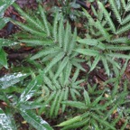 15. ??? Pteris scabra Bory ex Willd -  - Pteridaceae - Indigène La Réunion.jpeg
