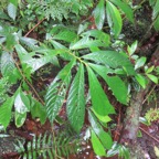 16. Elatostema fagifolium -      - Urticaceae - indigène -Mascareignes.jpeg