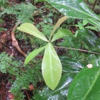 18. Badula grammisticta - Bois de savon - Myrsinaceae.jpeg