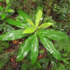 22. Badula barthesia  - Bois de savon  - Primulaceae - B.jpeg