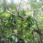 23. Badula grammisticta - Bois de savon - Myrsinaceae.jpeg