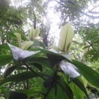 24. Badula grammisticta - Bois de savon - Myrsinaceae.jpeg