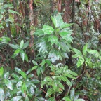 30. Hibiscus boryanus - Foulsapatte marron- Malvacée- B..jpeg
