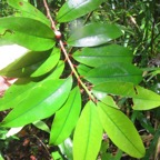38. Psiloxylon mauritianum - Bois de pêche marron- Psiloxylacée - BM.jpeg