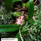 5- Orchidée (2).jpg