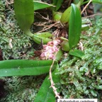5- Orchidée (3).jpg