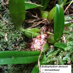 5- Bulbophyllum densum.jpg