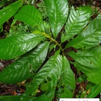 49- Elatostema fagifolium.jpg