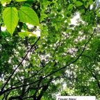 65- Ficus lateriflora (1).jpg