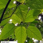 65- Ficus lateriflora (2).jpg