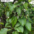 78- Ficus mauritiana.jpg