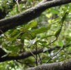Diospyros borbonicum - Bois noir des hauts - EBENACEAE - Endemique Reunion - MB3_1520.jpg