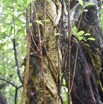 Ficus reflexa - Affouche batard - MORACEAE - Indigene Reunion - MB3_1497.jpg