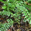 Grangeria borbonica - Bois de punaise - CHRYSABALANACEAE - Endemique Reunion Maurice - MB3_1526.jpg