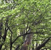 Myonima obovata - Bois de prune rat - RUBIACEAE - Endemique Reunion Maurice - MB3_1525.jpg