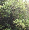 Psiloxylon mauritianum - Bois de peche marron - MYRTACEAE - Endemique Reunion Maurice - MB3_1468.jpg