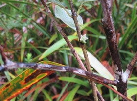 11. Fleur Geniostoma borbonicum - Bois de piment ou Bois de rat - Loganiaceae    IMG_2639.JPG
