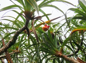 13. Fruit très décortiqué du Pandanus montanus - Pandanacée - B