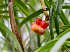14. Fruit très décortiqué du Pandanus montanus - Pandanacée - B  IMG_2644.JPG