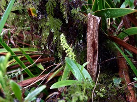 16. Benthamia nigrescens  - - Orchidaceae - Indigène Réunion   IMG_2650.JPG