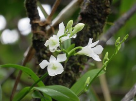 17. Beclardia macrostachya - Orchidée Muguet -  ORCHIDACEAE -indigène Réunion