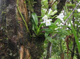 18. Beclardia macrostachya - Orchidée Muguet -  ORCHIDACEAE -indigène Réunion IMG_2654.JPG
