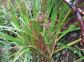19. Machaerina iridifolia - Paille sabre - Cypéracée - I