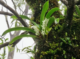 2. Angraecum bracteosum - Orchidaceae -  IMG_2626.JPG