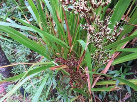 20. Fleurs Machaerina iridifolia - Paille sabre - Cypéracée - I  IMG_2656.JPG