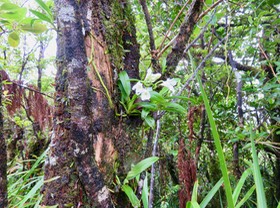 21. Beclardia macrostachya - Orchidée Muguet -  ORCHIDACEAE -indigène Réunion IMG_2657.JPG