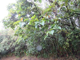 22. Ficus mauritiana - Affouche rouge - Moracée   IMG_2660.JPG